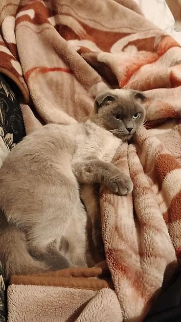 Akvariumlar: Şotland — 3