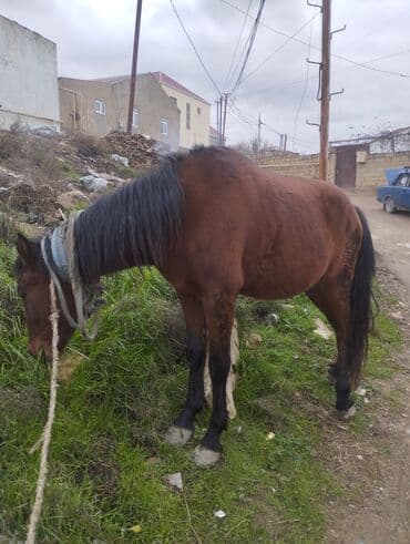 животные в добрые руки баку: Qəhvəyi rəngli at - Növ: yerli minik/iş atı - Rəng: tünd qəhvəyi — 5