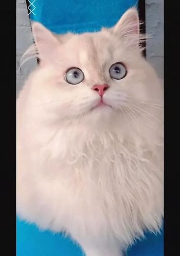 Qızıl şinşilla, Erkək, Cütləşmə üçün, Ünvandan götürmə lalafo.az -da Qızıl şinşilla, Erkək, Cütləşmə üçün, Ünvandan götürmə