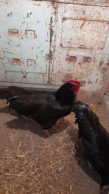 Птицы: Red İslam 1 xoruz 1 toyuq satılır Toyuq yumutlayır 1 il 3 aylıqdı — 4