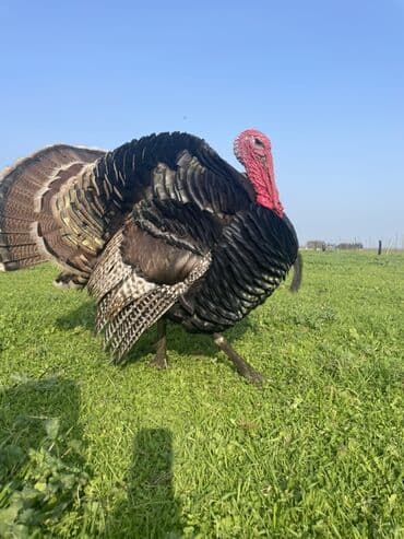 hündüşqa satışı: Erkək, Damazlıq — 1