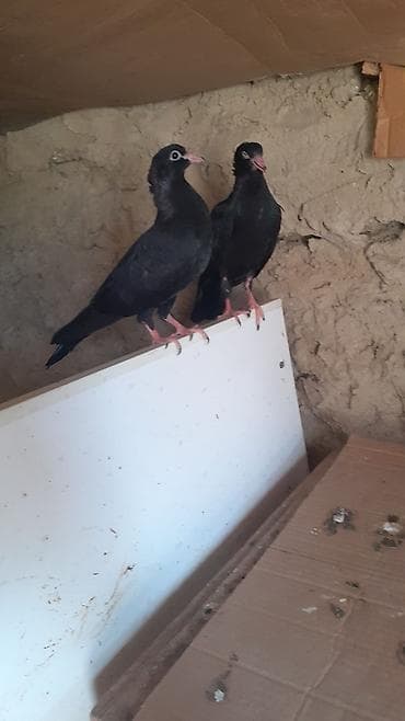 Bir cut rasiya sortu qara kekilli aq dimdik balalar satilir.qiymeti 30 — 8