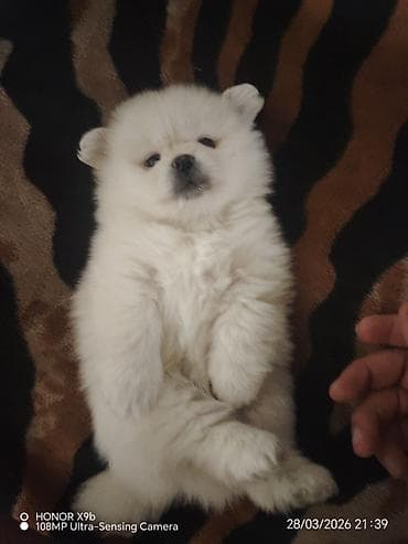 ev itlerinin satisi: Şpitz, Peyvəndli — 3