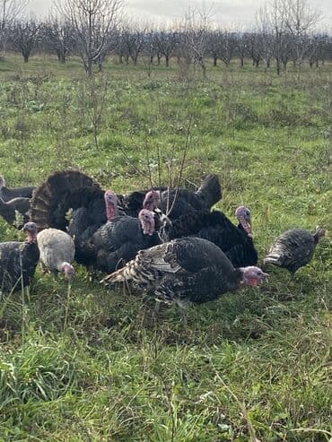 Toyuqlar: Erkək, Ətlik, Ünvandan götürmə — 8