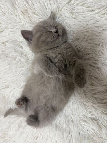 Akvariumlar: Britan — 1