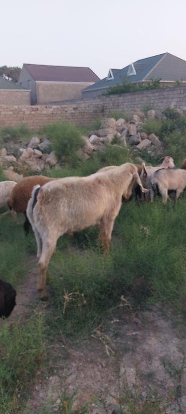 merinos qoyun: Ə keçi sürüsü erkək - Növ: yerli ətlik quyruqlu qoç-qoyunlar və — 4