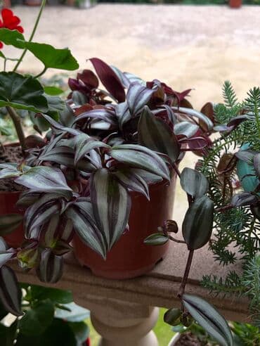 продажа комнатных растений: Her nov guler var endirimnen verecem Gencedi istiyen yazsin satiş — 23