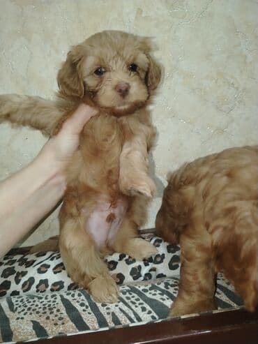 где можно купить собаку мальтипу: Mini və mikro maltepoo cinsli balalar rəngləri 2 qırmızı(red) 1 — 7