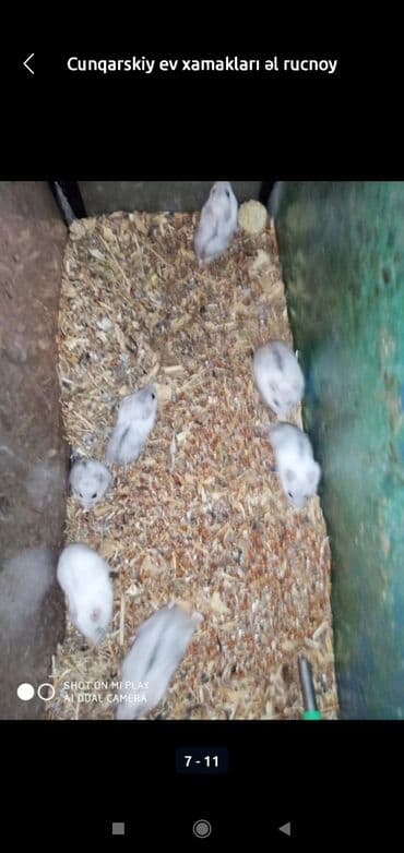 xamyak adlari: Xamyaklar cunqariklar ən mehriban aqresiyası olmayan insana uyuşan — 4