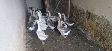 Salam rus qazlarıdı.6 aylıqdı.Yağlı əti var .İndiyə qədər 60 qaz