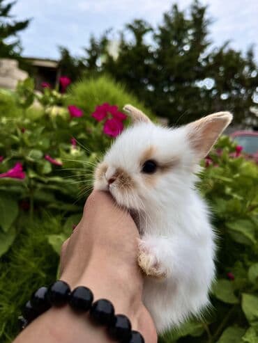 cuce yem qabi: Salam🖐🏻.Her biri real dovşan şekilleridir öz heyetimde saxladığım — 11