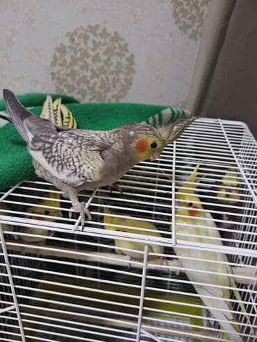 quş ucun qəfəs: Nimfa (cockatiel) tutuquşuları - Növ: Nimfa (Nymphicus hollandicus) - — 2