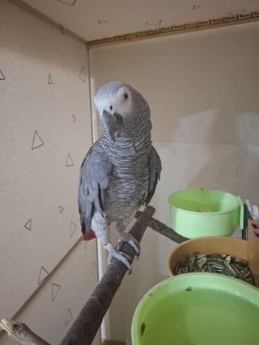 İtlər: Jako erkek damazlıq satılır. Tam sağlam quşdur. 3 yaşı var. qiymət — 3