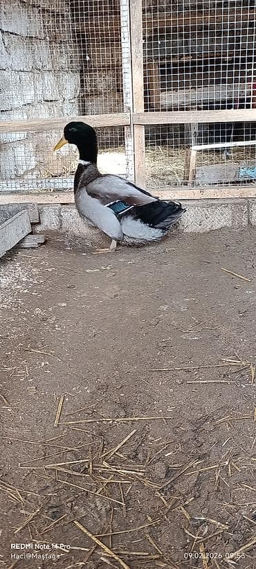 golden retriver it: Erkək, Damazlıq — 1