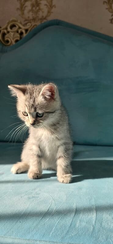 pişik sudu: Tabbi, Yaxşı əllərə — 1