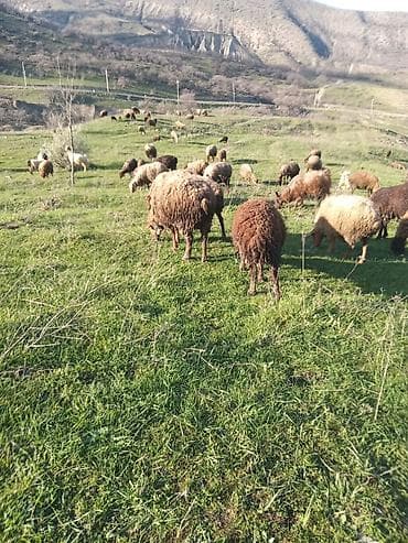 qoyunlar: Erkək quzular satılır isdəyən şəxslər əlaqə saxlasın — 2