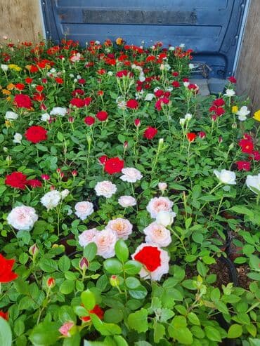 ağ qızılgul: Qırmızı, ağ, sarı və çəhrayı rənglərdə olan müxtəlif növ qızılgüllər — 4