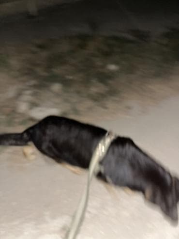 it gezdirmek xidmeti: Xidmət: Gecə gəzintisi və mühafizə məqsədli itlə patrul Təsvir: - — 6