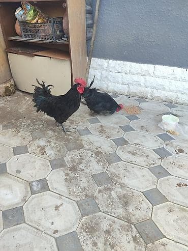 kend toyuqu: Qara rəngli toyuq-çincilər (xoruz və toyuq cütlüyü) cavan heyvanlardı — 3