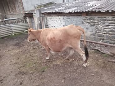 pişiklər üçün bit dərmanı: Salam alekum.inek satilir. inwaAllah mart ayinda dogacaq. sekkizinci — 1