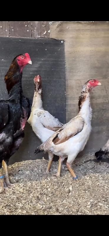 Digər heyvanlar: Toyuq, Damazlıq — 1