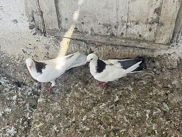 goyercin berde type 0: Cavan quslardi goy boyun mayadi mor erkey olmalidi — 6