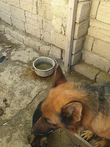kanqal iti: Alman çoban iti, 1 ay, Dişi — 1