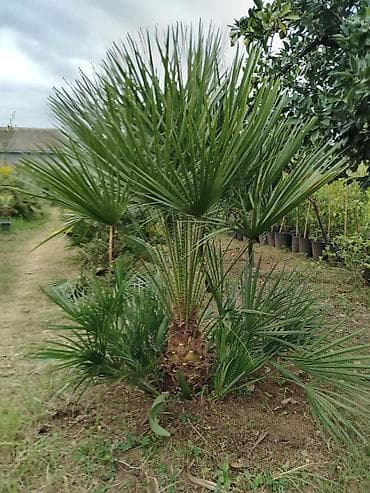 пластик окна: Bağ və landşaft üçün dekorativ bitkilər – müxtəlif növ əkilməsi hazır — 9