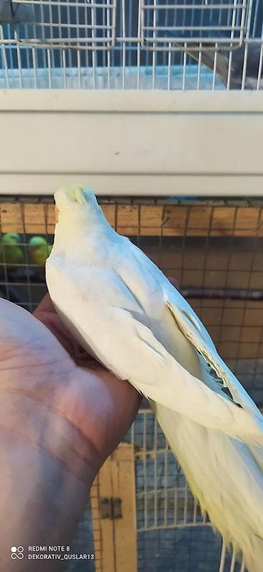 balaca danalar: Salam bayram endirimlərindən istifadə edə bilərsiniz — 10