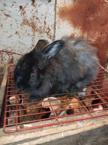 Dovşanlar sağlamdır .ag erkekle qəhveyi disi 10man 1ri .cutu 18man