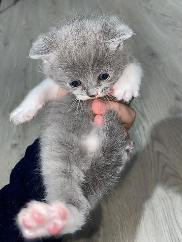 Pişiklər: Britan — 2