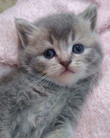 золотая шиншилла купить: Şotland, Erkək, Yaxşı əllərə, Ödənişli çatdırılma — 1