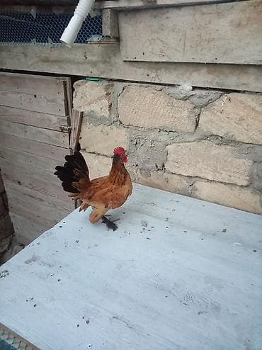 barter itlə: Toyuq, Damazlıq — 1