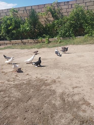 qus: Quşlar Novxanidadi ve Tam sağlamdilar.Tutulmalardi uçuşlarinida — 2