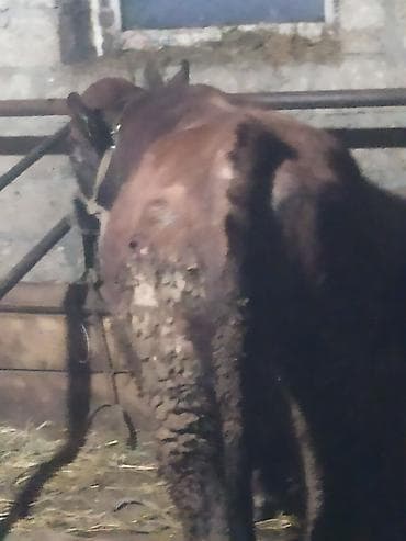 Qazlar: Məhsul: Qaramal – erkək heyvan (öküz/buzağıdan böyüdülmüş) Təsvir: - — 1