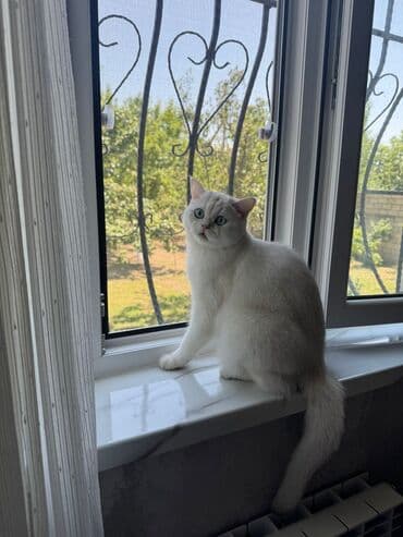 Кошки: Британская, Самец, В добрые руки, Самовывоз — 6