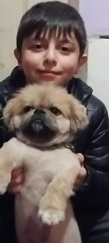 pitbull it: Pekines, Erkek — 3