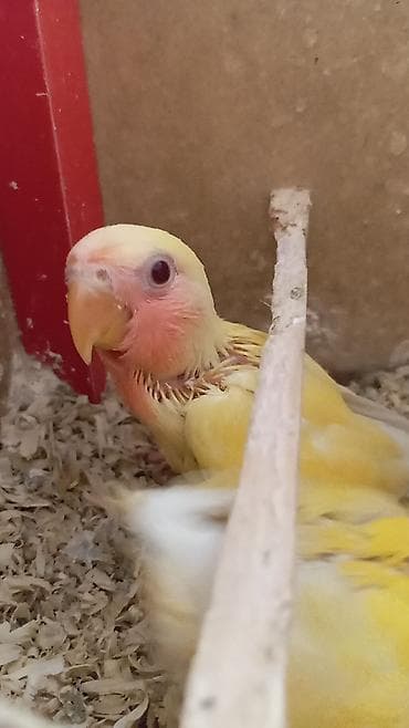 🐦 Sevgi papuqayı balaları satılır 🐣 Şəkildə gördüyünüz balalar tam