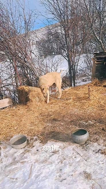 2 yaşına girib boyu 80 kimi var hele bəlkə artıq olar qoyuna getməyinə lalafo.az -da 2 yaşına girib boyu 80 kimi var hele bəlkə artıq olar qoyuna getməyinə