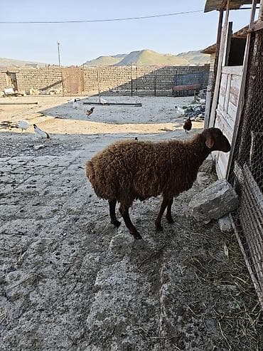 bordaq qoyun: 7ayliqdi saglam heyvandi — 1