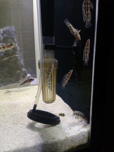 glofish balığı: Cixlid balığı, Yırtıcı, Ünvandan götürmə — 4