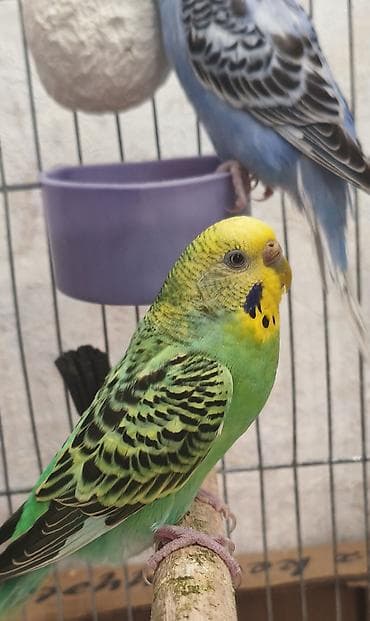bulbul quşu: Dişi satılır 5 bala ilə, ən böyük balası 20 günlükdür, tam sağlam — 2