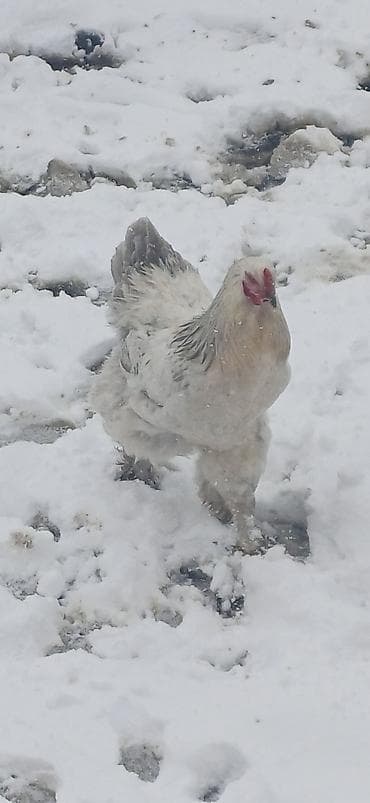 Toyuq, Brama, Damazlıq