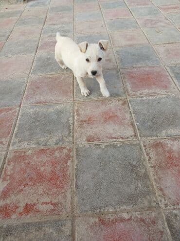 Heyvanlar üçün mallar: Balaca, krem rəngli it balası Xüsusiyyətlər: - Ağımtıl/krem rəngli — 3