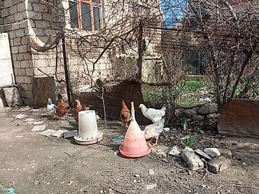 Pişiklər: Satılır: həyətyanı saxlanılan toyuqlar və quşçuluq avadanlığı — 2