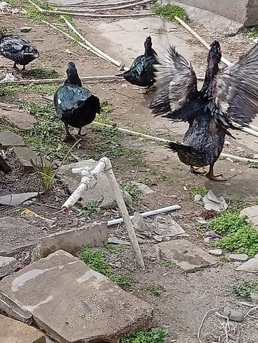 ordekler: Muscovy ördəkləri (barbarı/indo-ördəklər) – təsərrüfat üçün məhsuldar — 10