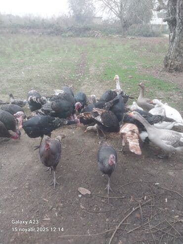 Qazlar: Erkək, Amerika, Ətlik, Ünvandan götürmə — 1