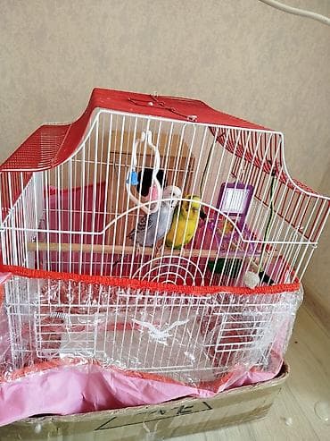 col pişiyi: Dalğıç-quşlar üçün tam dəst qəfəs - Rəng: ağ karkas, qırmızı dam və — 3