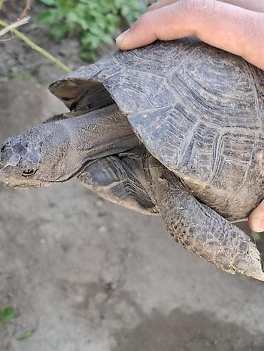 it heyvan: Quru torpaq tısbağası - Növ: Quru torpaq tısbağası (Testudo cinsinə — 4