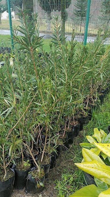 Çöl bitkiləri: Kalistamon — 1